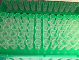 Pipette tips in a tray